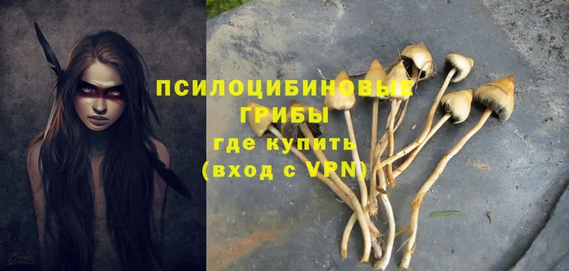 даркнет сайт  Абаза  Галлюциногенные грибы Psilocybe 